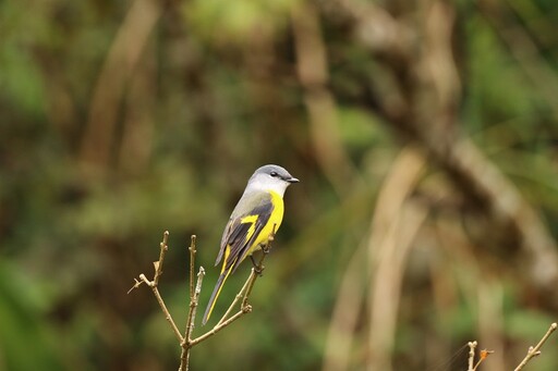 穿梭山林與鳥相遇 一起成為鳥類觀察家