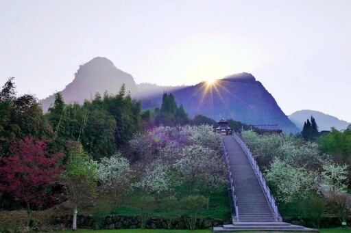 梅山太和村寒溪呢人文叡地 特有台灣福爾摩沙白櫻即將綻放