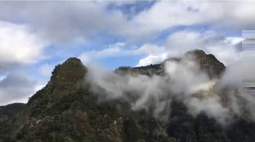 梅山太和村寒溪呢人文叡地 特有台灣福爾摩沙白櫻即將綻放