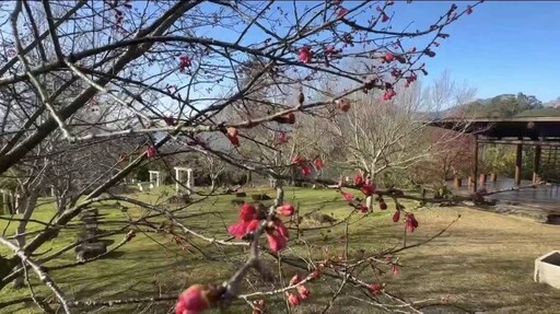 梅山太和村寒溪呢人文叡地 特有台灣福爾摩沙白櫻即將綻放