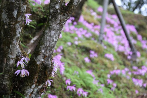 全球必訪之地 阿里山花海蛇彩繽紛適合新春賞櫻