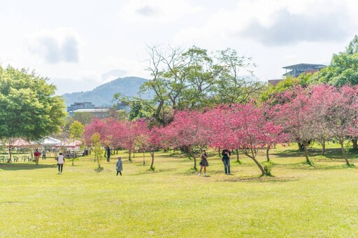 2025日月潭櫻花季賞櫻體驗 感受2月粉紅花海浪漫