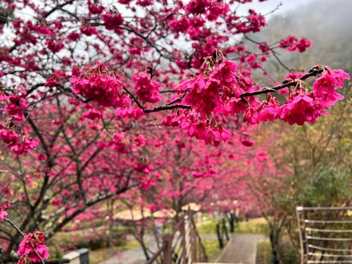 賞櫻森呼吸之旅 八仙山櫻花迎春盛放中