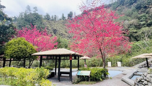 賞櫻森呼吸之旅 八仙山櫻花迎春盛放中