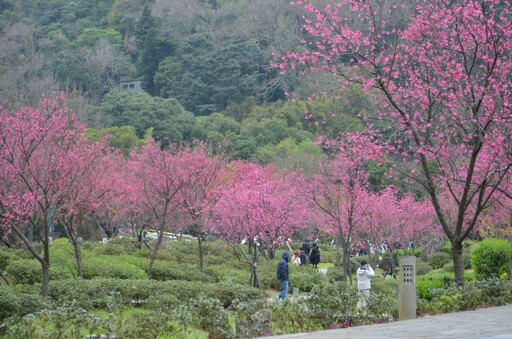 陽明山滿山櫻吹雪 山櫻、八重櫻接力綻放迎賞櫻最美時刻