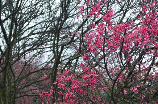 陽明山滿山櫻吹雪 山櫻、八重櫻接力綻放迎賞櫻最美時刻