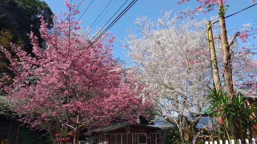 浪漫北橫櫻花季 花況預估可參考「2025北橫櫻花漫步地圖」