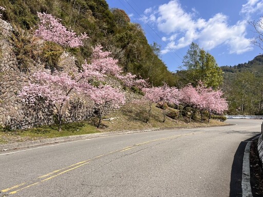 浪漫北橫櫻花季 花況預估可參考「2025北橫櫻花漫步地圖」