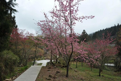 最浪漫情人節 觀賞台北101浪漫阿里山點燈阿里山賓館推9折快閃優惠