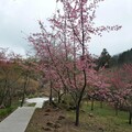 最浪漫情人節 觀賞台北101浪漫阿里山點燈阿里山賓館推9折快閃優惠