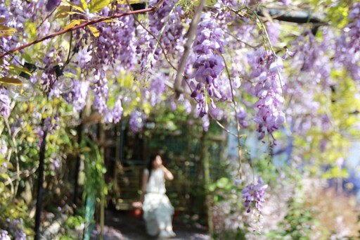 慢遊嘉義與情人一同賞花 春天美景不容錯過