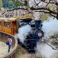 粉紅浪漫春日 阿里山古老蒸汽火車賞櫻2/25開放訂票