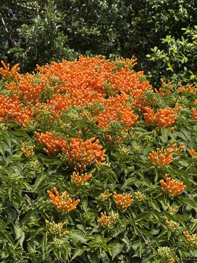 花博圓山園區炮仗花開 纍纍花苞如橘紅瀑布喜慶耀眼