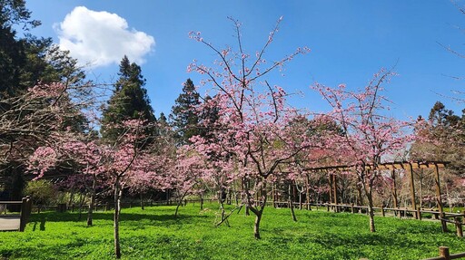 阿里山國家森林遊樂區花季3／10開幕 林鐵復駛後首個花季