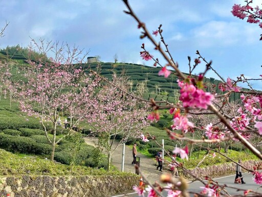 阿里山賞櫻之旅 日夜櫻花美景、茶席體驗、美食與民宿慢旅行