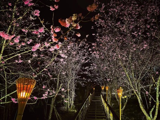 阿里山賞櫻之旅 日夜櫻花美景、茶席體驗、美食與民宿慢旅行