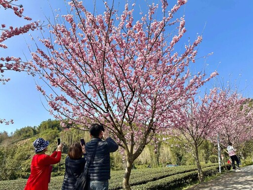 阿里山賞櫻之旅 日夜櫻花美景、茶席體驗、美食與民宿慢旅行