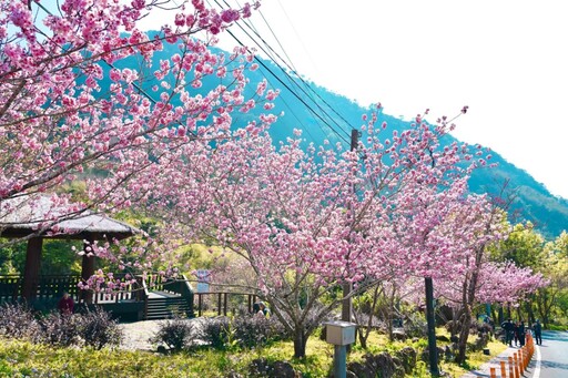 阿里山賞櫻之旅 日夜櫻花美景、茶席體驗、美食與民宿慢旅行