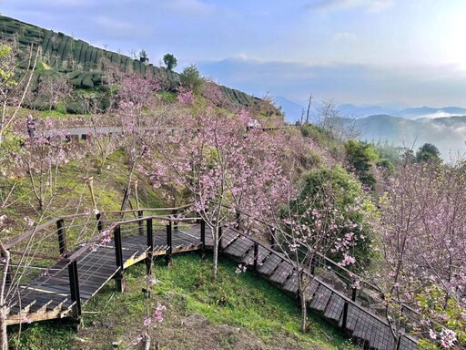 阿里山賞櫻之旅 日夜櫻花美景、茶席體驗、美食與民宿慢旅行