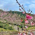 阿里山賞櫻之旅 日夜櫻花美景、茶席體驗、美食與民宿慢旅行