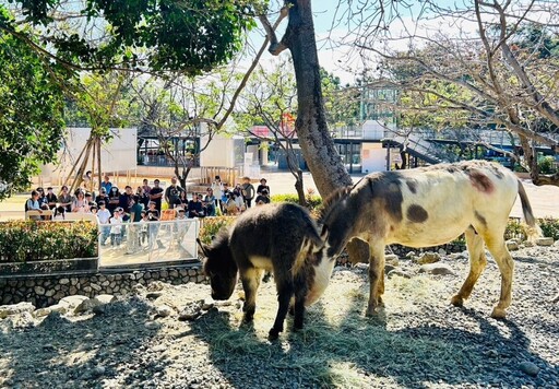 水豚三寶X迷你驢萌翻壽山動物園 見面會吸睛朝聖