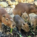 水豚三寶X迷你驢萌翻壽山動物園 見面會吸睛朝聖