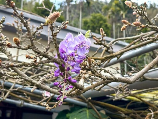 嘉義梅山「阿喜紫藤」花苞初現 紫藤花季即將登場