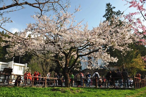 阿里山櫻花季追花打卡 線上預購賞櫻專車入園門票