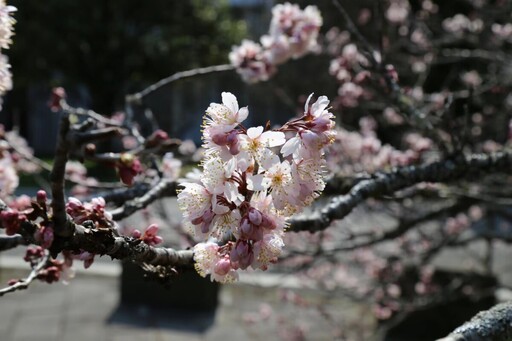 阿里山櫻花季追花打卡 線上預購賞櫻專車入園門票