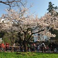 阿里山櫻花季追花打卡 線上預購賞櫻專車入園門票