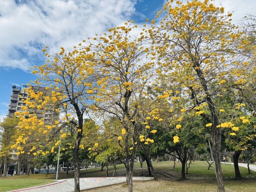 台中風鈴木美開金黃、粉紅花海吸引遊客拍照打卡