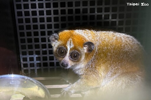 來自捷克的嬌客瀕危小懶猴「Chö」安抵臺北木柵動物園 檢疫完成擇期大家見面