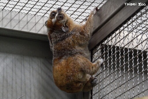 來自捷克的嬌客瀕危小懶猴「Chö」安抵臺北木柵動物園 檢疫完成擇期大家見面