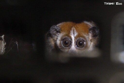 來自捷克的嬌客瀕危小懶猴「Chö」安抵臺北木柵動物園 檢疫完成擇期大家見面