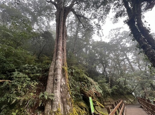 北臺灣國家森林遊樂區百花綻放 森林小旅行享芬多精