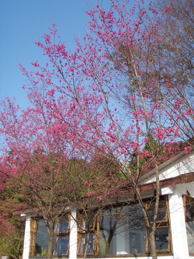 北臺灣國家森林遊樂區百花綻放 森林小旅行享芬多精