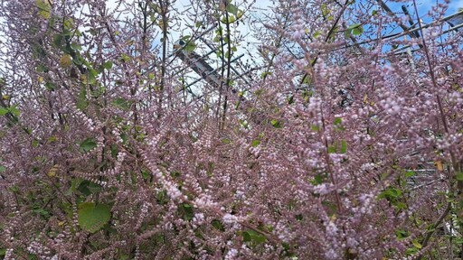瑞里蕙茗園户外餐廳無菜單料理 遊客賞花享美食