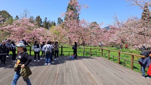 櫻與音的對話2025阿里山花季暨森旅季 櫻王中旬後盛開