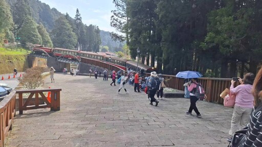 櫻與音的對話2025阿里山花季暨森旅季 櫻王中旬後盛開