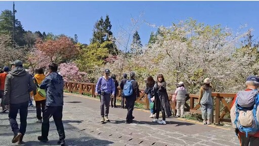 櫻與音的對話2025阿里山花季暨森旅季 櫻王中旬後盛開