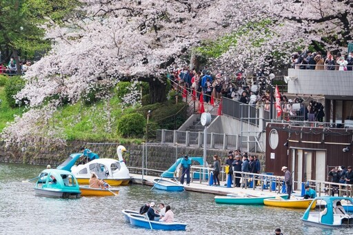 東京櫻花祭陸續登場 隅田川沿岸、小船欣賞夢幻夜櫻超浪漫