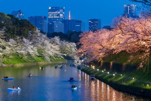 東京櫻花祭陸續登場 隅田川沿岸、小船欣賞夢幻夜櫻超浪漫