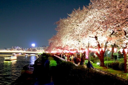 東京櫻花祭陸續登場 隅田川沿岸、小船欣賞夢幻夜櫻超浪漫