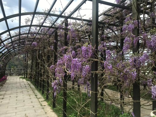 瑞里第一家茶壺餐廳 美國参賽廚娘特色料理 讓賞花遊客美味留香