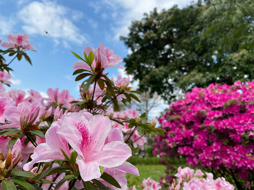 週末天氣晴到多雲 臺北賞花路線處處明媚