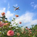 週末天氣晴到多雲 臺北賞花路線處處明媚