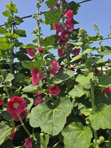 員林蜀葵花季3/20~4/20員林南區公園旁花田登場