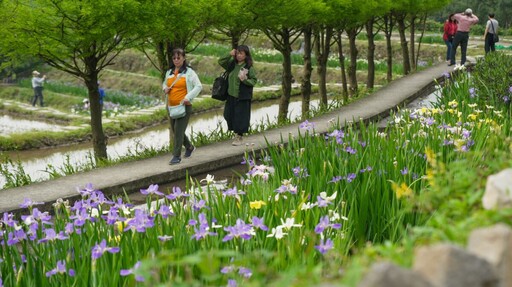 春日限定的「印象派山景」 新北石門嵩山百年梯田鳶尾花海如畫盛開