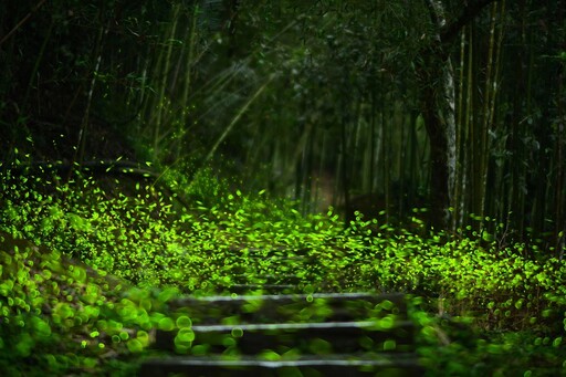 嘉縣「螢光奇緣」串聯23大秘境 打造夢幻賞螢盛典