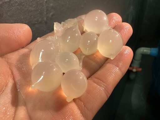 花枝繁殖季登場!來新北貢寮海洋資源復育園區 近距離觀察花枝寶寶孵化奇景